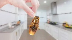 Hogyan lehet megszabadulni a hazai csótányoktól a lakásban